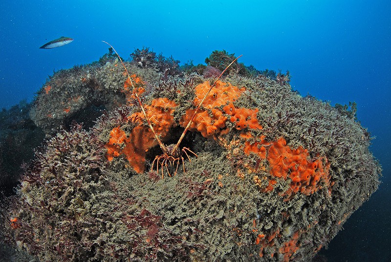 Carlos Haro, &quot;arrasa&quot; en el NAVFSUB 2013